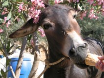 zeilvakantie Griekenland, blue cruise in Turkije