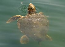 zonnigzeilen-zeilvakantie-blue-cruise-zeilen-turkije-griekenland-4-2